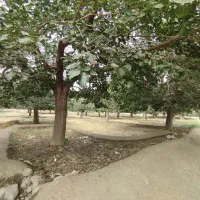 زمین-باغ-قابل-دیوار-کشی-و-احداث-بنا