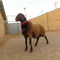 قوچ همو و بره قوچ همو|حیوانات مزرعه|گلپایگان, |دیوار