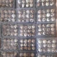 تخم بلدرچین