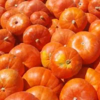 کدو حلوایی درجه 1