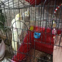 عروس هلندی نر ماده