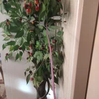 درخت گیلاس|گل مصنوعی|بروجرد, |دیوار