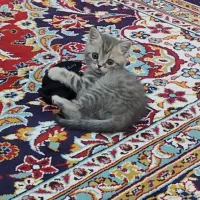 گربه بریتیش