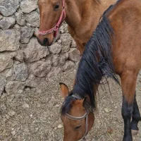 مادیان و کره