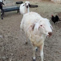 5 راس بره قوچی|حیوانات مزرعه|یونسی, |دیوار