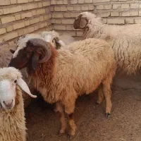 زرگان|حیوانات مزرعه|باوی, |دیوار