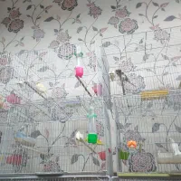 عروس هلندی  برزیلی مرغ عشق|پرنده|بهار, |دیوار