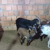 بز صلاله ماده با بزغاله