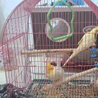 ی جفت نر و ماده تازه جفت خورده عروس هلندی|پرنده|کاشان, حسن آباد|دیوار