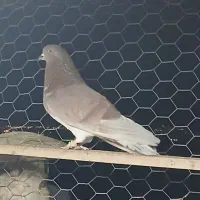 نر سرخ و سوسک ماده پرشی