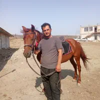 فروش دوراس مادیان|اسب و تجهیزات اسبسواری|نمین, |دیوار