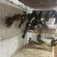 بلدرچین از جوجه تا مولد موجود