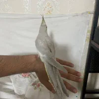جوجه عروس نر|پرنده|اندیشه, اندیشه فاز ۳|دیوار