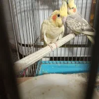دوتا عروس ماده