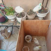 جوجه رنگی سه ماهه نیم