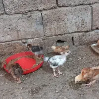 جوجه مرغ یکماهه