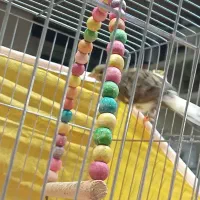 قناری ابلغ زرد هشت ماهه توپر کشیده|پرنده|خمینی‌شهر, |دیوار