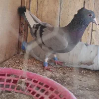 میناسبز کاکل ماده