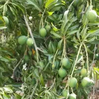 فروش انبه میناب