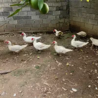 اردک مسکویی خروس غاز|حیوانات مزرعه|ساری, |دیوار