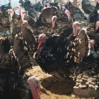 بوقلمون برنز محلی تمام نر