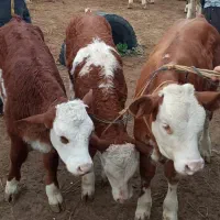 فروش دام زنده در انواع مختلف