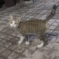 بچه گربه