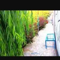 باغ ویلا توس ۸۱
