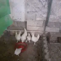 فروش خروس آمریکایی قرقا|حیوانات مزرعه|گلمکان, |دیوار