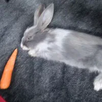 خرگوش رایگان|موش و خرگوش|فولادشهر, C3|دیوار