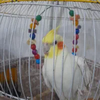 عروس هلندی سخن گو