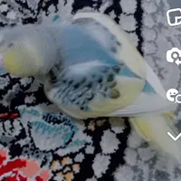 مرغ عشق گمشده