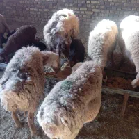 سه میش مغانی دوتاعربی66000000|حیوانات مزرعه|تربت جام, کلالی|دیوار