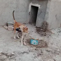 سگ سرابی