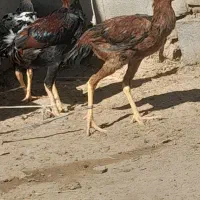 خروس لاری|حیوانات مزرعه|هامون, |دیوار