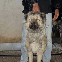 توله ماده سراب