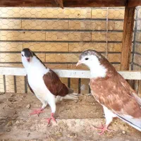 کبوتر جوجه طاقی