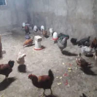 مرغ و خروس زینتی
