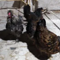 3 مرغ کرچ  یک خروس ابریشمی و مرغ خروس سیبرایت  .