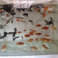 ماهی|ماهی|شیروان (خراسان), |دیوار