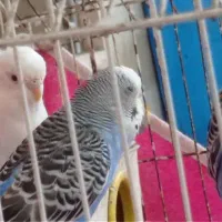 مرغ عشق|پرنده|اهواز, کمپلو جنوبی|دیوار