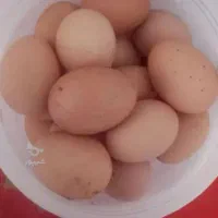 تخم مرغ نطفه دار