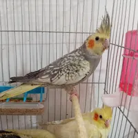 عروس هلندی نروماده|پرنده|محمدشهر, |دیوار