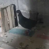 کبوتر قلدور مسافتی|پرنده|گرگان, |دیوار