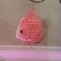 دیسکس سایز ۳.