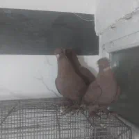 کبوتر رواعب تعویض با ماده|پرنده|قم, شاه سید علی|دیوار