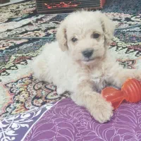 پودل نسکافه ای واکسن زده انگل تراپی شناسنامه دار