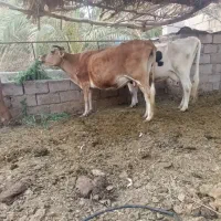 کاوه زرد زایده