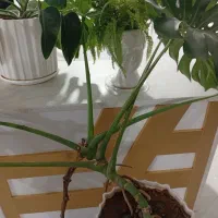 کابینت آشپزخانه