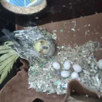 عروس هلندی آواز خوان تخم گذار